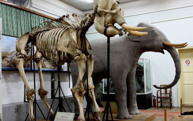 Istoria de după moarte a elefantului Gaba de la Muzeul de Istorie Naturală din Iaşi: ţiganii i-au furat pielea, iar scheletul lui a fost cumpărat de domnitor de la circari