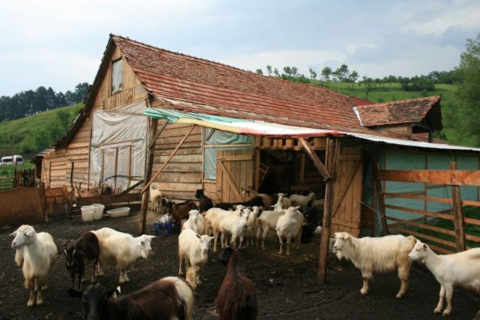 Minunatele aventuri ale romilor şi ale caprelor franţuzeşti