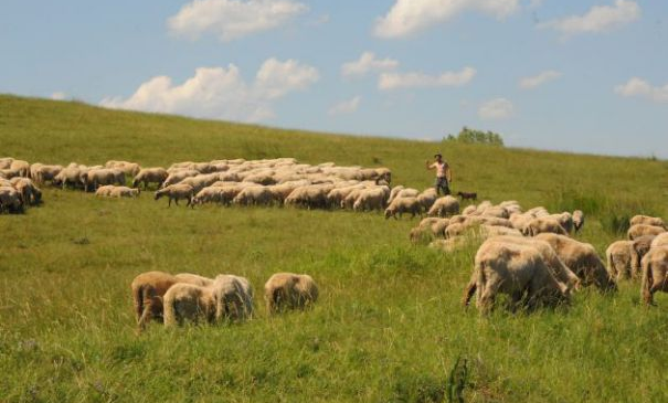 Minunea de la Merghindeal: romii agricultori ară pământul şi au sute de animale